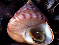 Grazing Herbivores: Topshells 